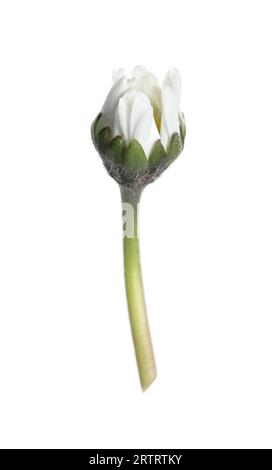 Belle fleur de bellis perennis (Marguerite) isolée sur blanc Banque D'Images