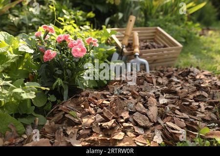 Fleurs paillées avec des copeaux d'écorce dans le jardin Banque D'Images