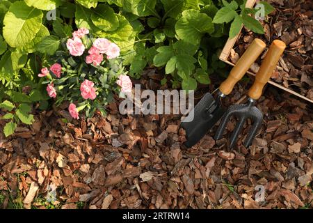 Sol paillé avec des copeaux d'écorce, fourchette et truelle près des fleurs dans le jardin, plat Banque D'Images