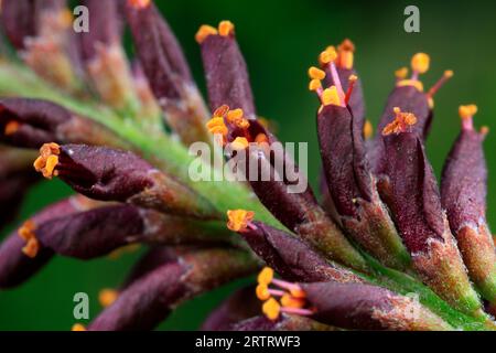 Fleurs d'Amorpha fruticosa à l'état naturel, Chine du Nord Banque D'Images