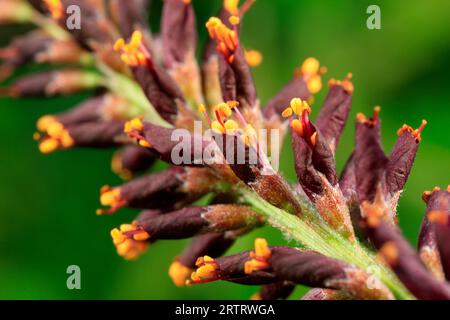 Fleurs d'Amorpha fruticosa à l'état naturel, Chine du Nord Banque D'Images