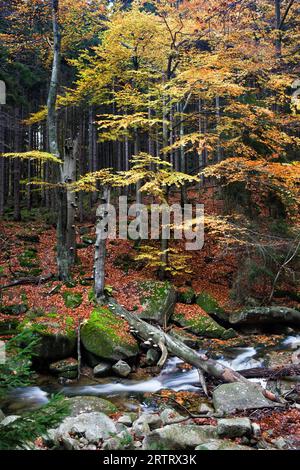 L'automne à petit ruisseau avec arbre tombé dans la forêt des montagnes de Krkonose, Sudetes, République Tchèque Banque D'Images