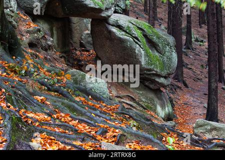 Les racines des arbres, les feuilles tombées et les rochers sur la pente de montagne en automne Banque D'Images