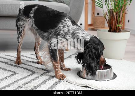 Mignon cocker spaniel eau potable dans le salon Banque D'Images