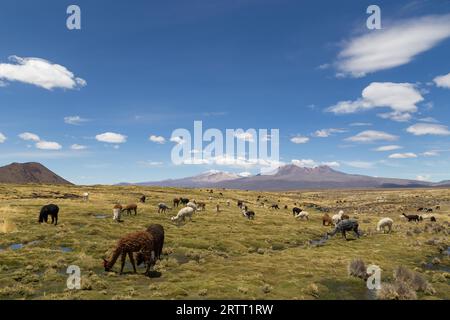 Photographie d'un groupe de lamas et d'alpagas dans le parc national de Sajama, Bolivie Banque D'Images
