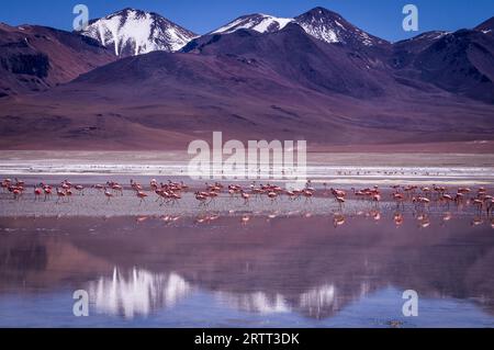 Montagnes aux sommets de neige représentent en bleu Laguna Kara avec des flamants roses dans la région de Eduardo Avaroa, Réserve nationale de faune andine Bolivie Banque D'Images