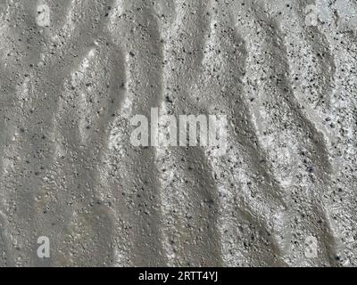 Limon, traces de l'escargot commun de boue (Peringia ulvae), mer des Wadden, marée basse, parc national, site du patrimoine mondial de l'UNESCO, Suederdeich, Vollerwiek Banque D'Images