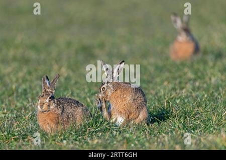 Calme tendu entre buck et femelle lièvre européen (Lepus europaeus) Banque D'Images