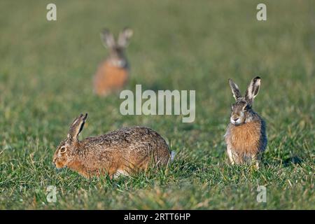 Calme tendu entre buck et femelle lièvre européen (Lepus europaeus) Banque D'Images