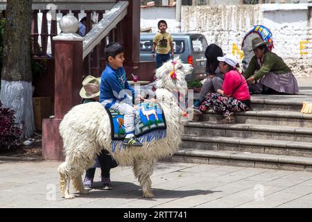 Huaraz, Pérou, 20 septembre 2015 : un enfant assis à l'arrière d'un alpaga blanc Banque D'Images