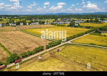 **CHINE CONTINENTALE, HONG KONG, MACAO ET TAIWAN OUT** photo aérienne montre des agriculteurs récoltant du riz dans la nouvelle région de Tianfu, province du Sichuan dans le sud-ouest de la Chine Banque D'Images