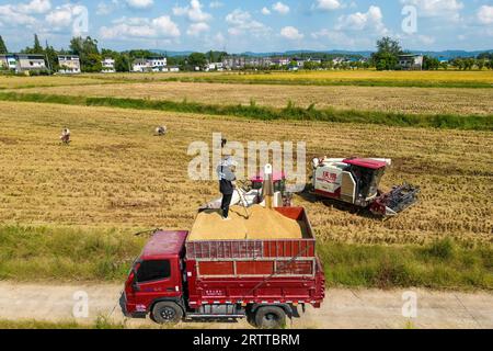 **CHINE CONTINENTALE, HONG KONG, MACAO ET TAIWAN OUT** photo aérienne montre des agriculteurs récoltant du riz dans la nouvelle région de Tianfu, province du Sichuan dans le sud-ouest de la Chine Banque D'Images