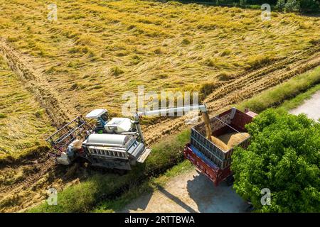 **CHINE CONTINENTALE, HONG KONG, MACAO ET TAIWAN OUT** photo aérienne montre des agriculteurs récoltant du riz dans la nouvelle région de Tianfu, province du Sichuan dans le sud-ouest de la Chine Banque D'Images