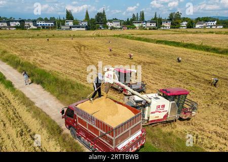 **CHINE CONTINENTALE, HONG KONG, MACAO ET TAIWAN OUT** photo aérienne montre des agriculteurs récoltant du riz dans la nouvelle région de Tianfu, province du Sichuan dans le sud-ouest de la Chine Banque D'Images