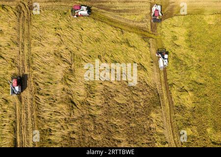 **CHINE CONTINENTALE, HONG KONG, MACAO ET TAIWAN OUT** photo aérienne montre des agriculteurs récoltant du riz dans la nouvelle région de Tianfu, province du Sichuan dans le sud-ouest de la Chine Banque D'Images