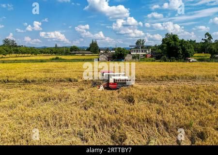 **CHINE CONTINENTALE, HONG KONG, MACAO ET TAIWAN OUT** photo aérienne montre des agriculteurs récoltant du riz dans la nouvelle région de Tianfu, province du Sichuan dans le sud-ouest de la Chine Banque D'Images