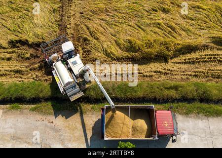 **CHINE CONTINENTALE, HONG KONG, MACAO ET TAIWAN OUT** photo aérienne montre des agriculteurs récoltant du riz dans la nouvelle région de Tianfu, province du Sichuan dans le sud-ouest de la Chine Banque D'Images