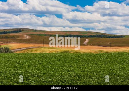 Pomme de terre à l'Est de l'Idaho. L'irrigation extensive est nécessaire pour l'agriculture dans l'Idaho, de sorte que les rivières de déterminer où l'agriculture est possible. Banque D'Images