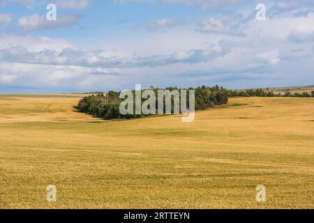 Arbres près du bassin de la rivière sur la ferme de l'Idaho. Dans une campagne presque complètement sans arbres, des grappes d'arbres le long des fonds de rivière et des criques. Banque D'Images