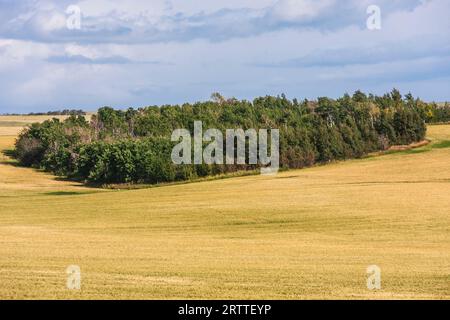 Arbres près du bassin de la rivière sur la ferme de l'Idaho. Dans une campagne presque complètement sans arbres, des grappes d'arbres le long des fonds de rivière et des criques. Banque D'Images