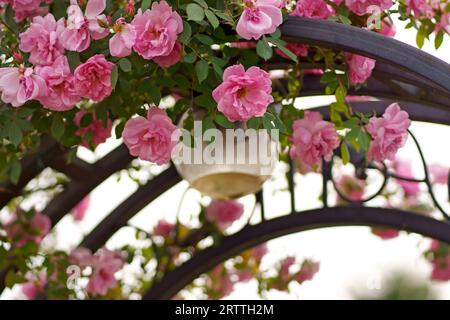 Rose bouclé, l'escalade pousse sur une arche en métal, soutien. Végétation pour aménagement paysager. Décor de clôture dans une cour privée Banque D'Images