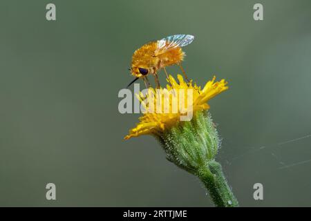 Mouche des abeilles (Lordote pulchrissimus) Banque D'Images