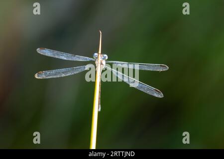 Bleue (Enallagma atricollis) Banque D'Images