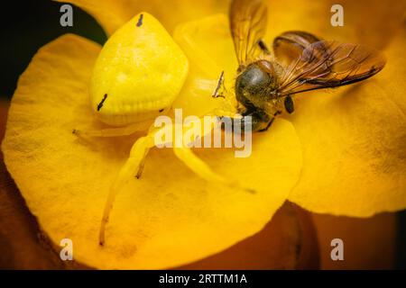 Une araignée de crabe et une proie sur une fleur aînée jaune, tir macro, mise au point sélective. Banque D'Images