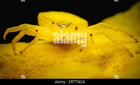 Une araignée de crabe jaune sur une fleur aînée jaune, Trumpetflower, trompette jaune, trompette jaune et Tecoma stans, macro shot, Thaïlande. Banque D'Images