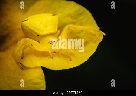 Une araignée de crabe jaune sur une fleur aînée jaune, Trumpetflower, trompette jaune, trompette jaune et Tecoma stans, macro shot, Thaïlande. Banque D'Images