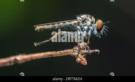 Gros plan une mouche voleuse sur la branche et la proie, fond de la nature, insecte Big Eye, Thaïlande. Banque D'Images