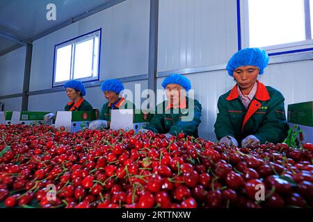 COMTÉ de LUANNAN, Chine - 8 juin 2018 : des ouvriers passent au crible de grosses cerises dans une ferme du nord de la Chine, COMTÉ de LUANNAN, province du Hebei, Chine Banque D'Images