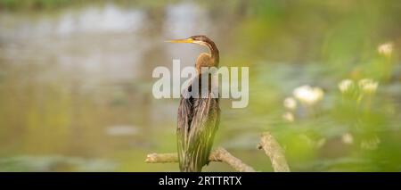 Photographie de profil de dard oriental en gros plan. Perche sur une branche près du point d'eau dans le parc national de Yala. Le magnifique oiseau a un long cou élancé Banque D'Images