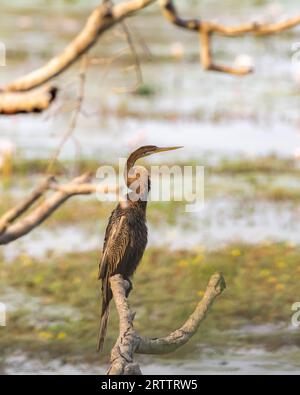 Perche dard oriental sur une branche d'arbre près du marais dans le parc national de Yala. Banque D'Images