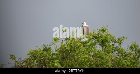 Aigle de mer à ventre blanc perché au sommet d'un arbre, ciel sombre et sombre en arrière-plan. Banque D'Images