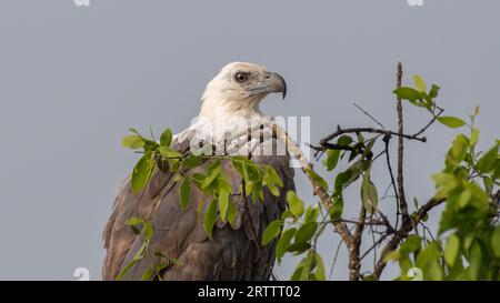 Photographie en gros plan de perche d'aigle de mer à ventre blanc, bec pointu et yeux d'aigle. Banque D'Images