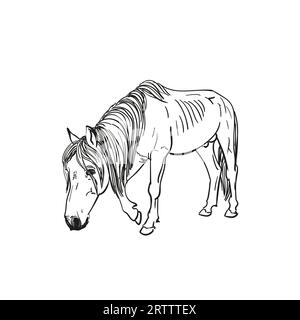 Croquis de cheval affamé avec des côtes saillantes marche lentement avec la tête vers le bas, portrait en longueur isolé en noir et blanc illustration dessinée à la main vectorielle Illustration de Vecteur