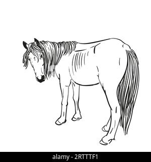 Croquis de cheval affamé avec des côtes saillantes tourné sa tête pour regarder en arrière, portrait en longueur isolé illustration dessinée à la main en noir et blanc vecteur Illustration de Vecteur