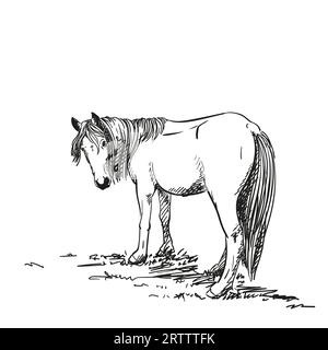 Croquis de cheval avec une longue crinière debout sur l'herbe tourné la tête pour regarder en arrière, illustration dessinée à la main Vector Illustration de Vecteur