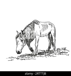 Croquis de cheval affamé avec des côtes saillantes marche lentement sur l'herbe avec la tête vers le bas, portrait en longueur isolé noir et blanc vecteur dessiné à la main illu Illustration de Vecteur