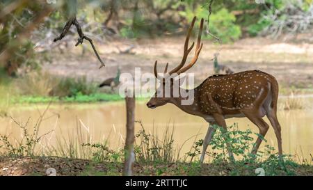 Alpha mâle avec d'énormes bois, cerfs de l'axe du Sri Lanka marchant vers le point d'eau pour boire un verre rapide. Banque D'Images