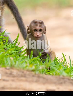 Mignon jouet toque macaque bébé sur l'herbe en regardant la caméra. Photographie de portrait de la faune en gros plan. Banque D'Images