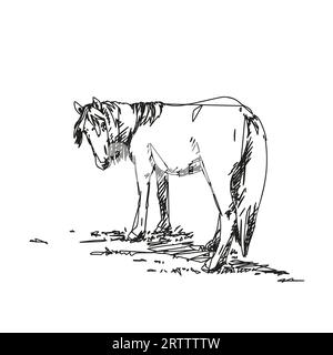 Esquisse de ligne abstraite d'un cheval avec une longue crinière tournée la tête pour regarder en arrière, portrait pleine longueur debout sur l'herbe, illustration dessinée à la main Vector Illustration de Vecteur