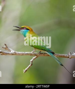 Mignon perchoir d'oiseau mangeur d'abeilles, oiseau de chant en gros plan photographie de portrait, petit oiseau vert coloré mangeur d'abeilles sur un fond bokeh naturel. Banque D'Images