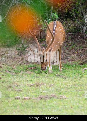 Les cerfs de l'axe sri-lankais paissent dans le champ d'herbe au parc national de Yala. Le cerf de l'axe mâle a eu d'énormes bois, photo vue de face. Banque D'Images