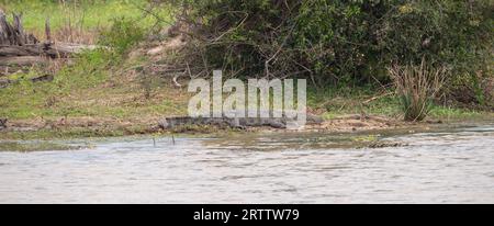 Énorme crocodile des marais reposant sur la rive du lac. Banque D'Images