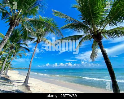 Un cadre paisible et ensoleillé sur la plage avec des vagues doucement roulantes sur le rivage et des palmiers se balançant dans la brise Banque D'Images