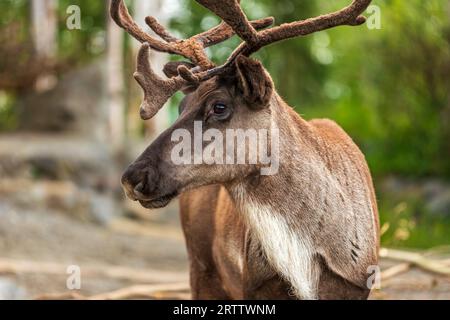 Portrait du caribou des bois boréal, du caribou de Rangifer tarandus, du caribou des bois de l'est, du caribou des forêts boréales Banque D'Images