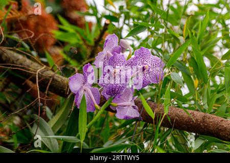 Vanda coerulea, orchidée bleue, vanda bleue ou lady d'automne dans le jardin d'été Banque D'Images