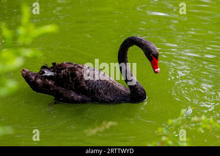 Cygne noir adulte, Cygnus atratus, nageant dans le lac Banque D'Images